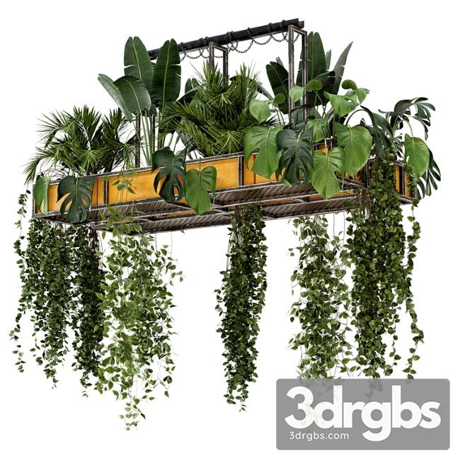 Indoor hanging plants in metal box - set 146