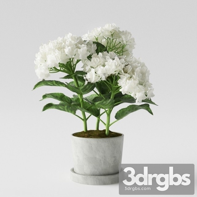 Hydrangea Pot 1