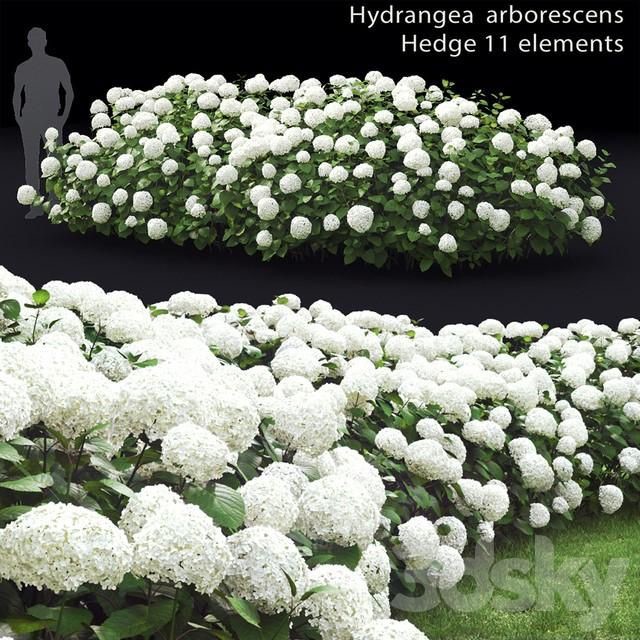 Hydrangea Arborescens Hedge