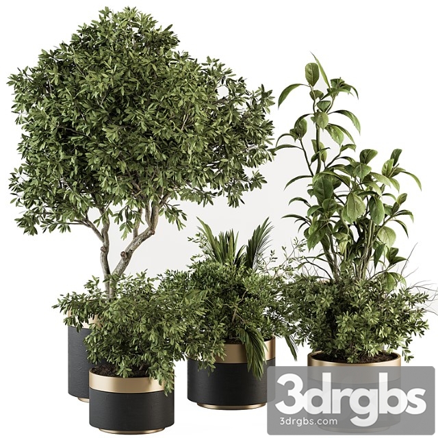Indoor plant set 373- tree and plant set in pot