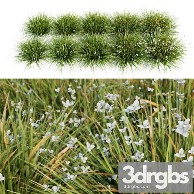 Libertia grandiflora - 10 modular pieces