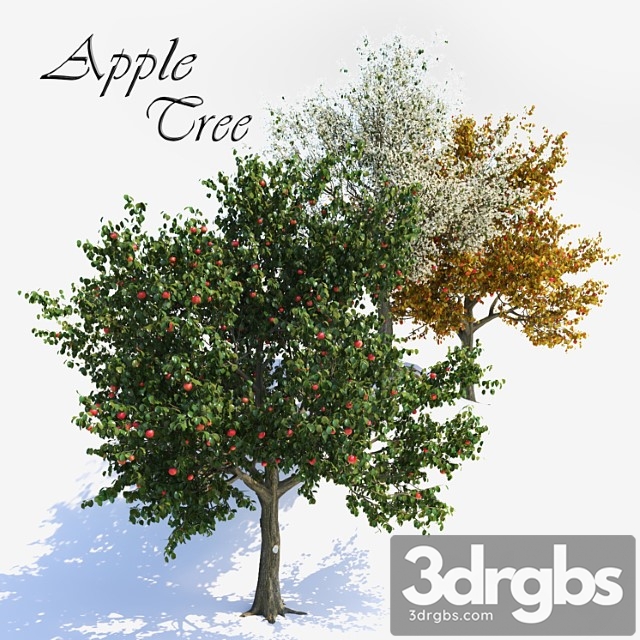 Apple tree 1