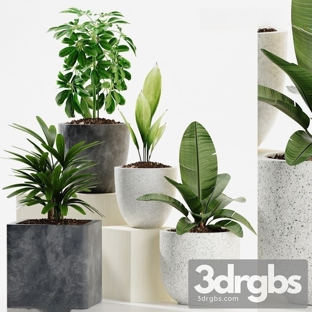 Indoor Plant Set 13