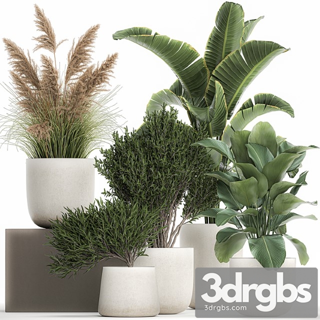 Collection of plants in outdoor pots from white pampas grass, tree, banana, calathea lutea. 1095.