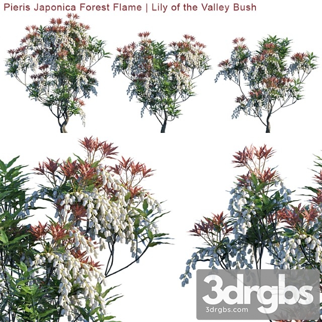 Pieris Japonica Forest Flame Lily Of The Valley Bush