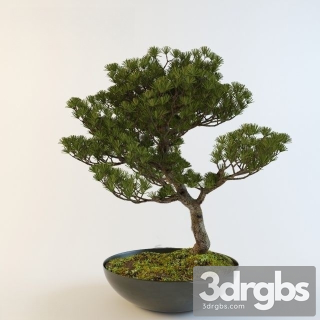 Pinus Thunbergii Bonsai