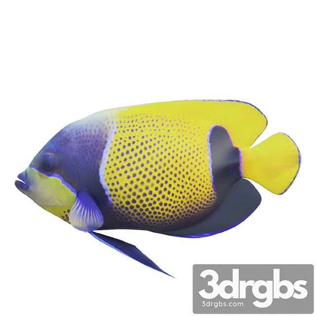 Blue Girdled Angelfish Set 04