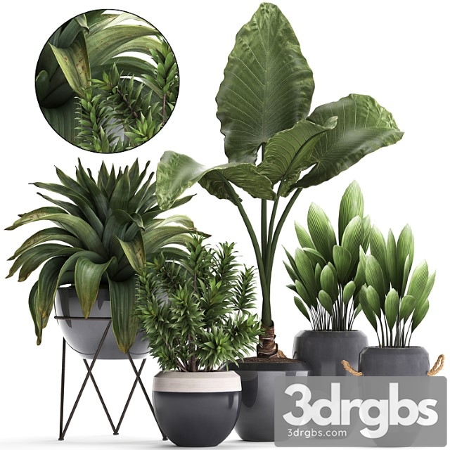 Collection of exotic plants in modern pots and vases with tropical bromelia, alokasia, dracaena, palm grass. set 395