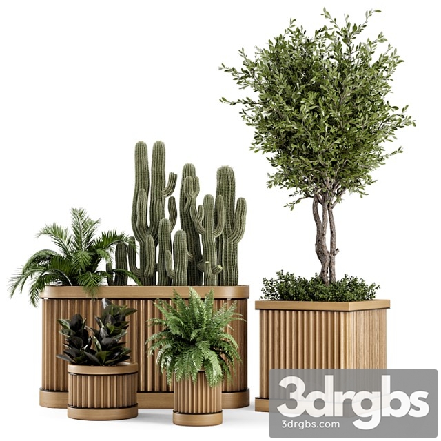 Indoor plants bush and tree in wooden pot - set 401