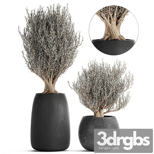 A collection of small beautiful ornamental olive trees in black outdoor pots. set 809.