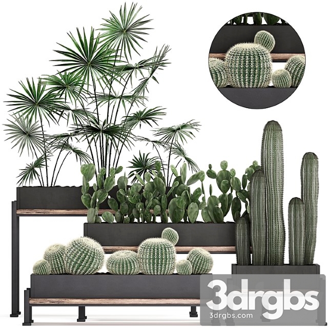 Collection of small plants in potted flower beds on legs with fan palm, cactus, prickly pear, carnegie, barrel cactus. set 462.