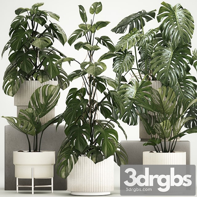 Beautiful Indoor Plant In A Pot Decorative Monster Bush Plant Set 1213