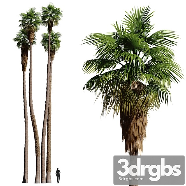 Set of california fan palm trees (washingtonia palms)