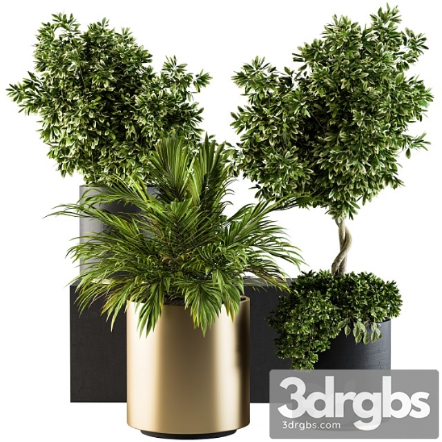 Indoor plant set 90 - black and gold