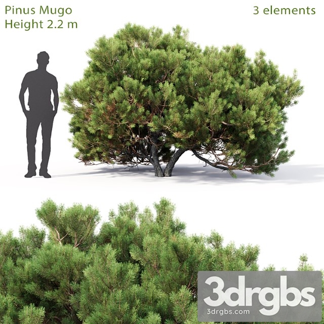 Pine 63