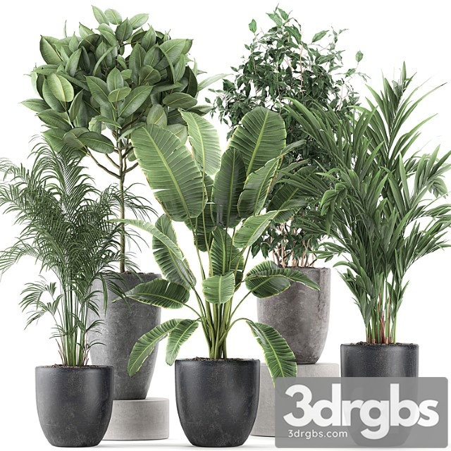 Collection of Indoor Plants Banana Palm Ficus Tree in Black Pots For The Interior Set 610.