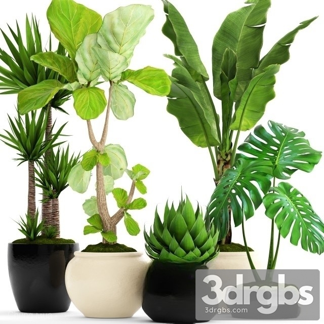 Tropical Plant Set 2