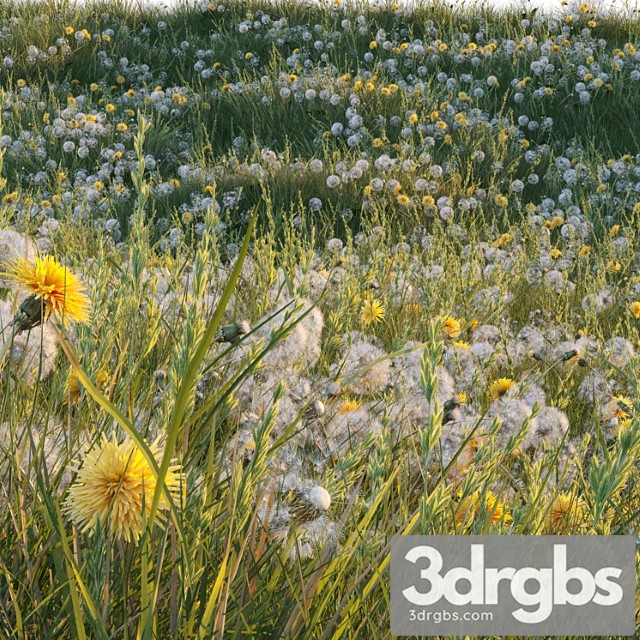 Spring summer field grass with white and yellow dandelions