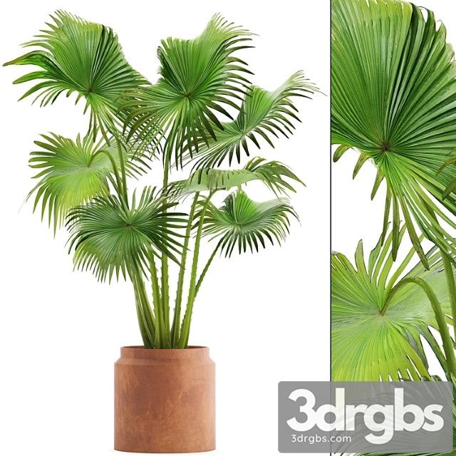 Palmpalm tree in a clay pot, pot, fan palm, indoor, interior