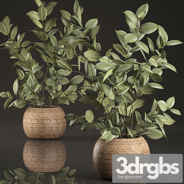 Decorative lush small ficus tree bush in a round rattan basket with rubber-bearing, elastic. set 633.