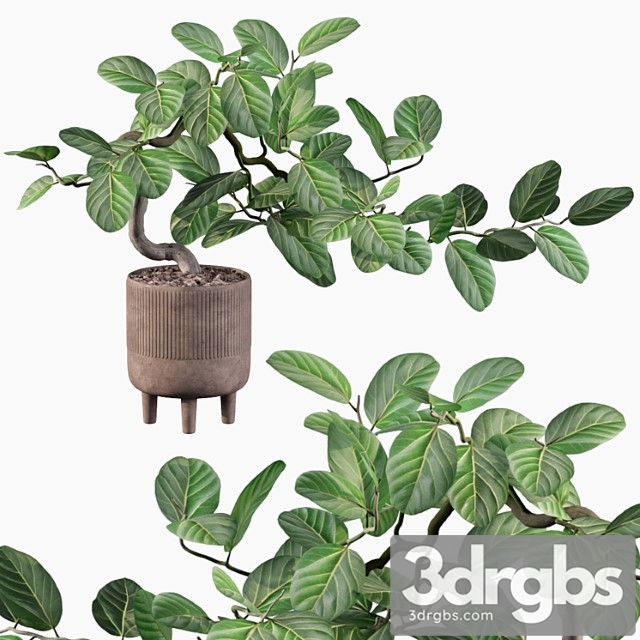 Plants collection 085 - ficus benghalensis