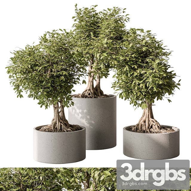 Indoor plant set 440 - bonsai