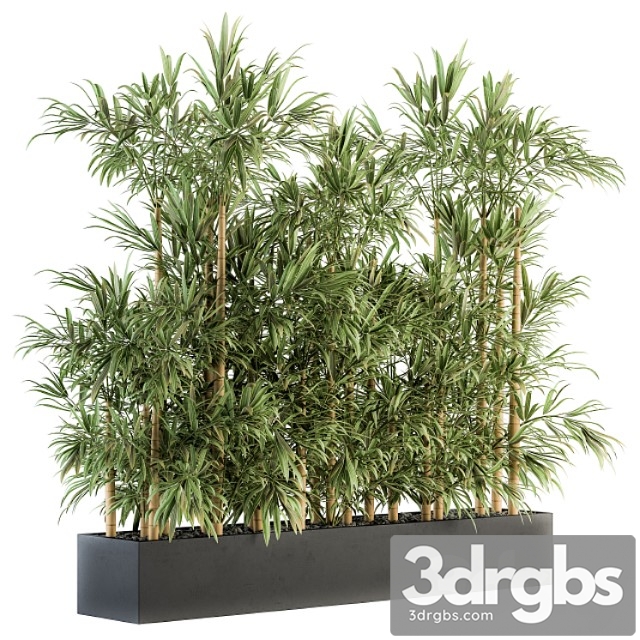 Indoor plant set 144 - bamboo in plant box