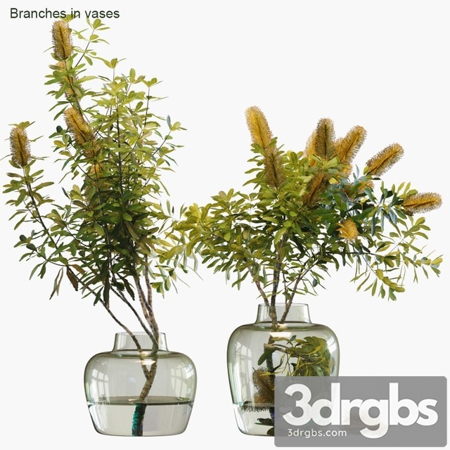 Branches in Vases 28 Banksia