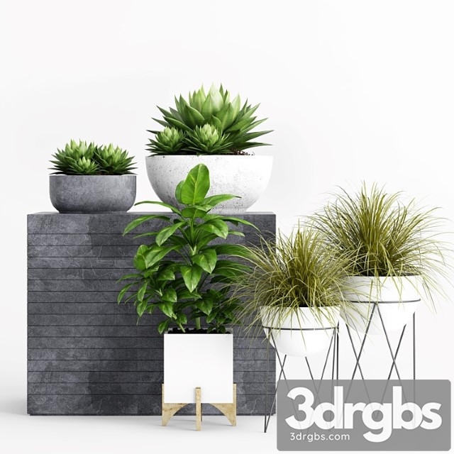 Plants And Planters 1