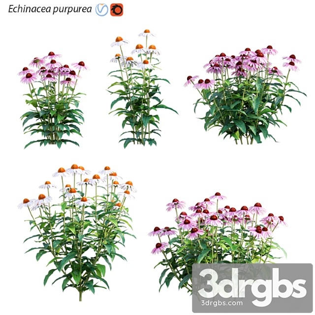 Echinacea purpurea - coneflower