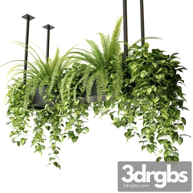 Indoor plants in a hanging rectangular planter