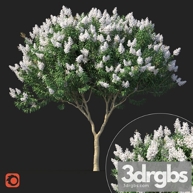 Lagerstromia tree with white flowers no 1 corona