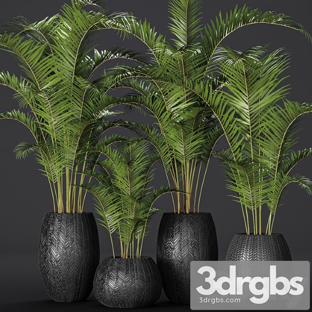 A collection of palms in pots 2. palm tree, flower, pot, bush, flowerpot