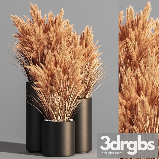 Indoor Plant Set 48 (pampas)