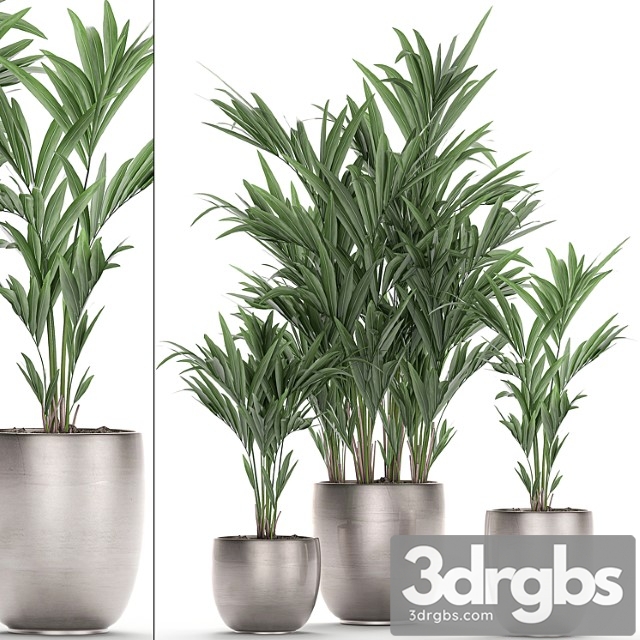 A collection of beautiful decorative palms in stylish pots with howea forsteriana, neanta palm. set 696.