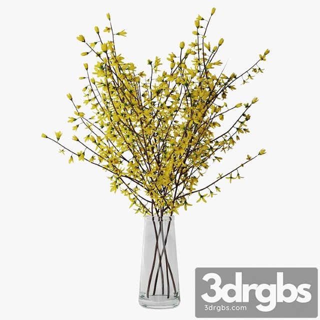 Forsythia 02