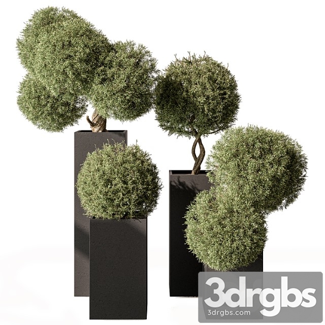 Topiary plant in box - outdoor plants 445