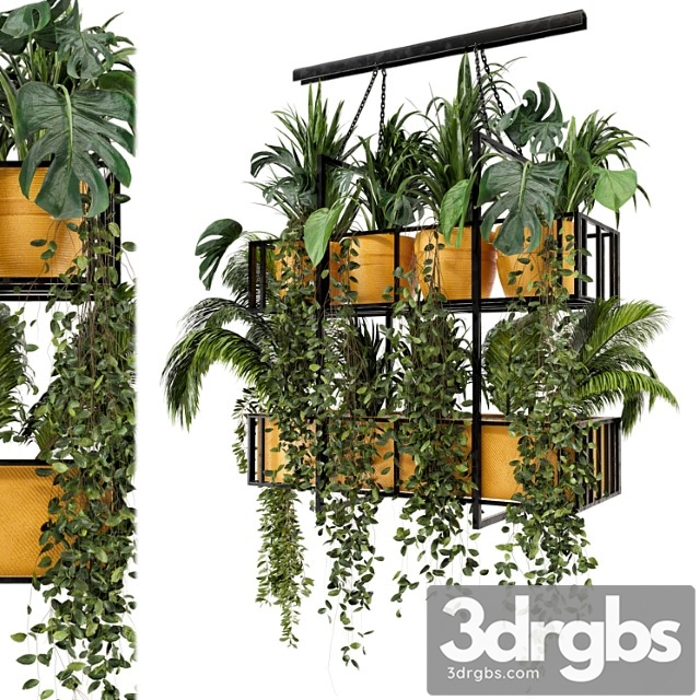 Indoor hanging plants in metal box - set 103