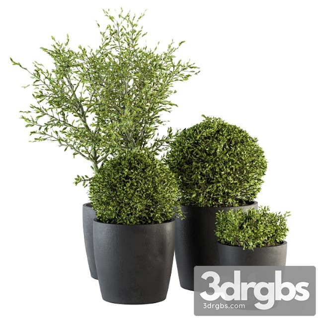 Outdoor plant set 209 - plant and tree in pot