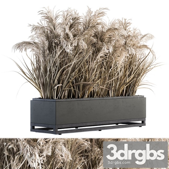 Indoor Plant Set 131 Dried Plant Box