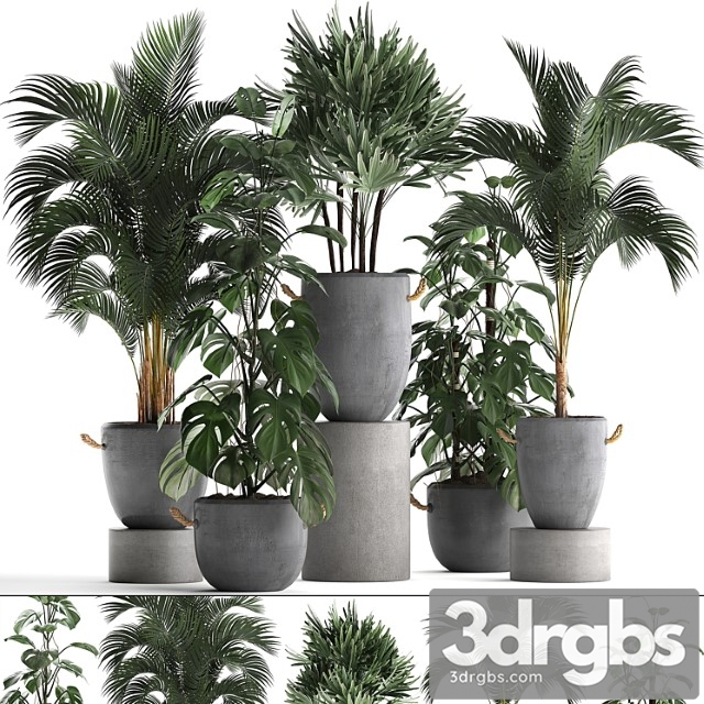 A collection of beautiful small plants in modern concrete pots with palm rapis, hovea, monstera. set 408.