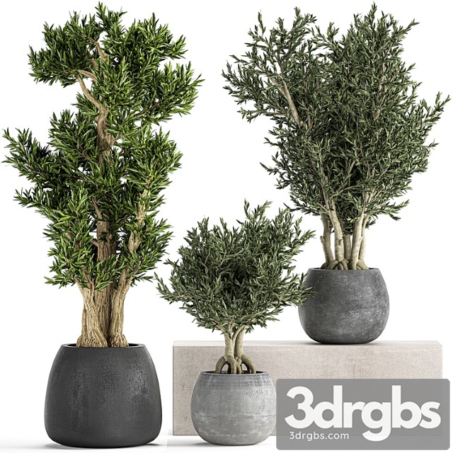 A collection of small ornamental olive trees in outdoor pots and pots made of concrete. set 805