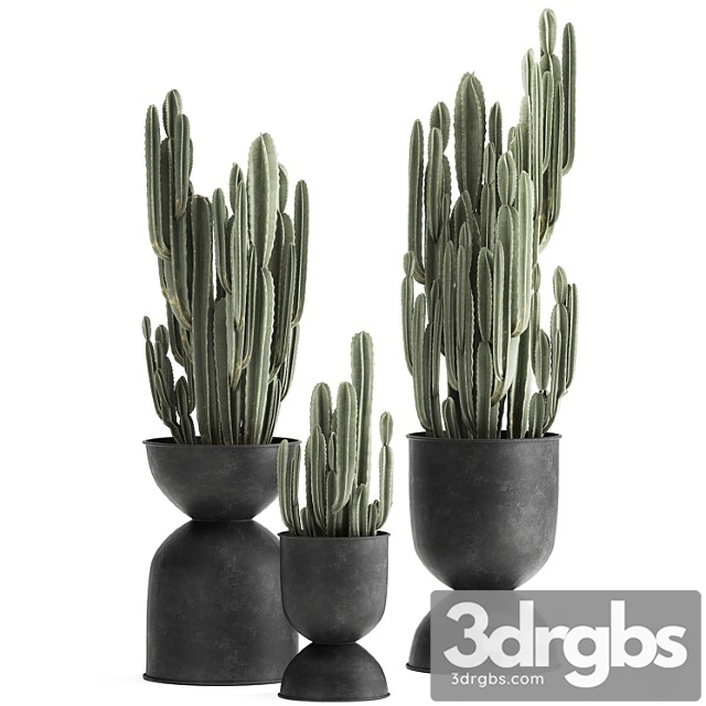 A collection of plants of beautiful cacti in black metal pots with cereus. set 898.