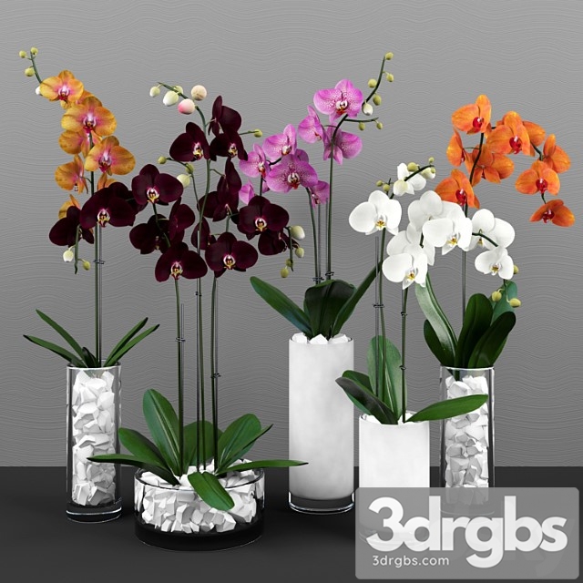 Phalaenopsis Orchids Set