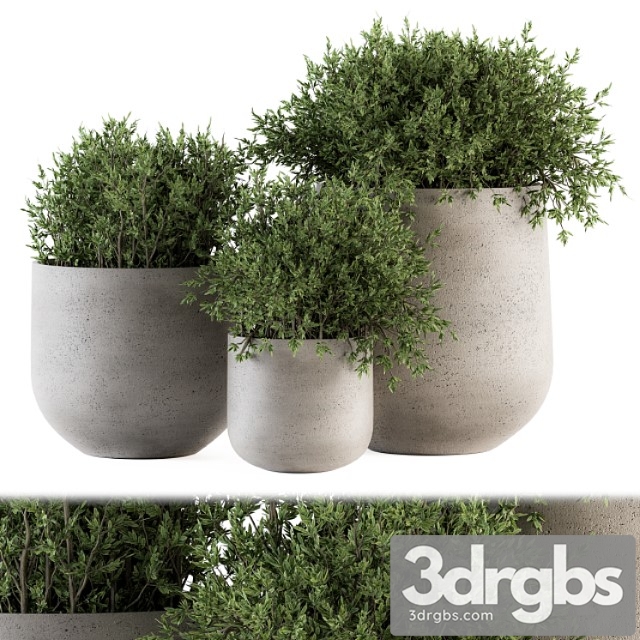 Outdoor plants tree in concrete pot - set 125