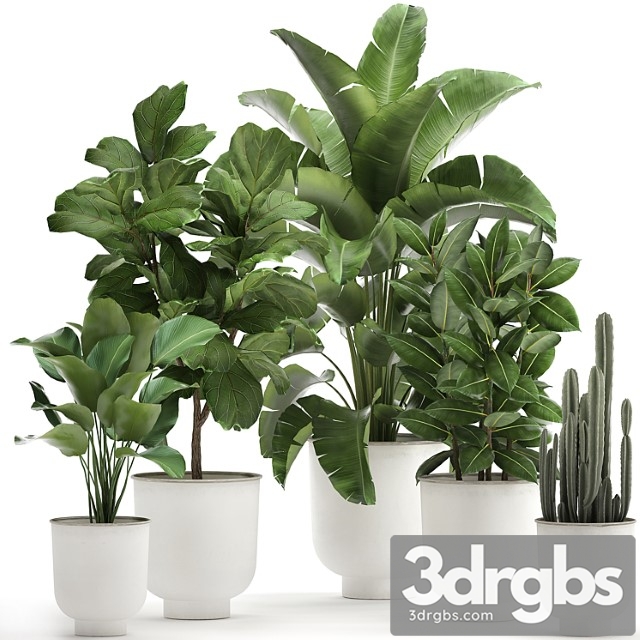 Collection of plants in white pots with banana palm, ficus tree, strelitzia. set 906.