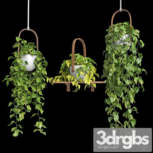 Hanging plants - scindapsus