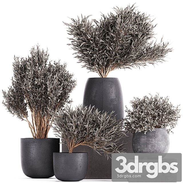 Plant collection 812. olive, outdoor flowerpot, bushes, black pot, tree, bushes, concrete