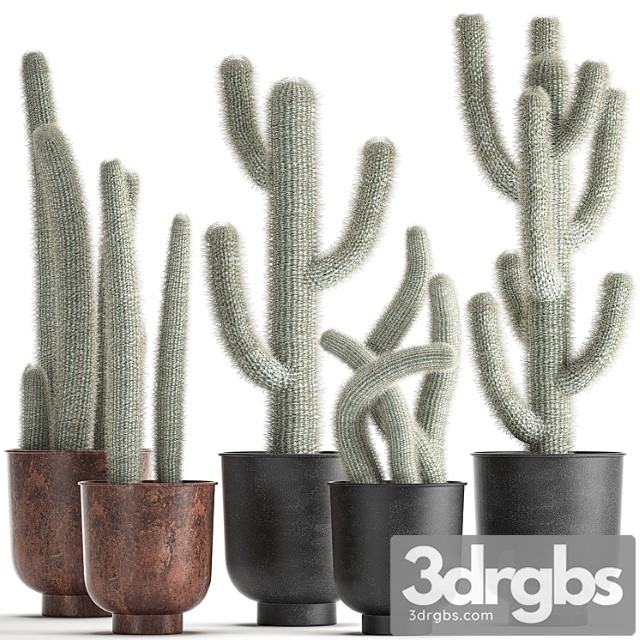 Collection of plants fluffy cacti in black pots, indoor cleistocactus. set 840.