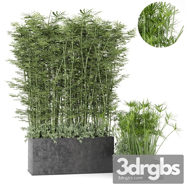 Outdoor plants bamboo in rusty concrete pot -set 246